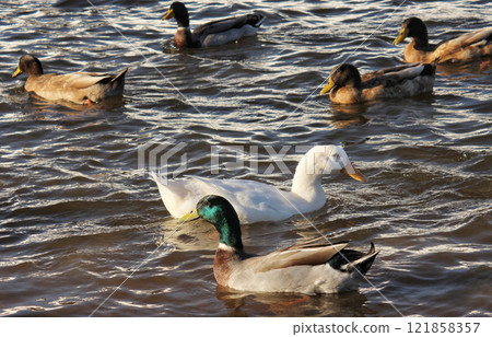 Ducks Swimming in Lake Tyler at Marina near Whitehouse Texas Ducks Swimming in Lake Tyler at Marina near Whitehouse Texas 121858357