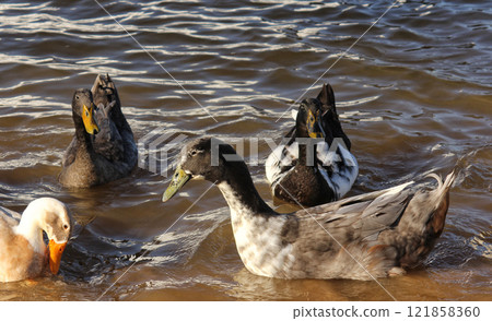 Ducks Swimming in Lake Tyler at Marina near Whitehouse Texas 121858360