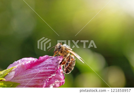 Honey bee is pollinating flower closeup. 121858957
