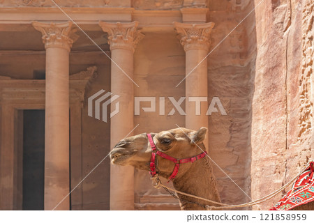 Head of camel with the Treasury in the background. Archaeological site Petra. Jordan. Head of camel with the Treasury in the background. Archaeological site Petra. Jordan. 121858959