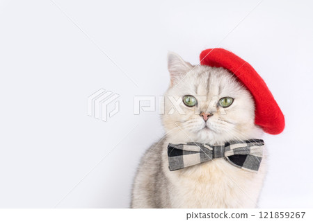 Charming cat in red beret and plaid bow tie against plain background 121859267