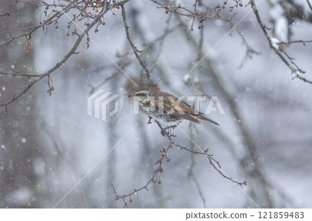 雪天在森林裡畫眉 雪天在森林裡畫眉 121859483