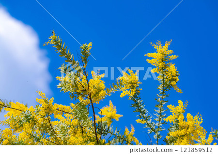 [Flower material] Mimosa flowers and blue sky [Aichi Prefecture] 121859512