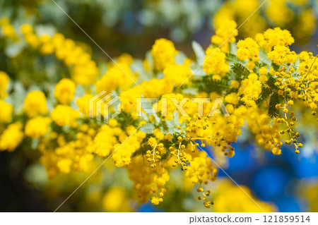 [Flower material] Mimosa flowers and blue sky [Aichi Prefecture] 121859514