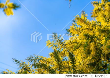 [Flower material] Mimosa flowers and blue sky [Aichi Prefecture] 121859516