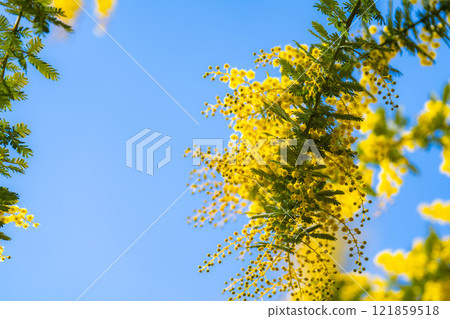 [Flower material] Mimosa flowers and blue sky [Aichi Prefecture] 121859518