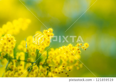 [Flower material] Mimosa flowers and blue sky [Aichi Prefecture] 121859519