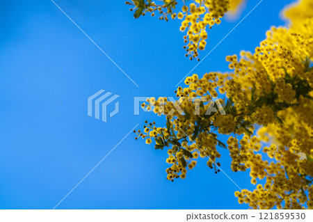 [Flower material] Mimosa flowers and blue sky [Aichi Prefecture] 121859530