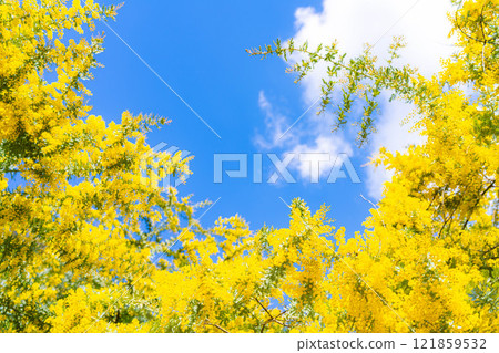 [Flower material] Mimosa flowers and blue sky [Aichi Prefecture] 121859532