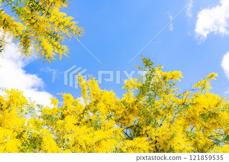 [花材]含羞草花和藍天[愛知縣] 121859535