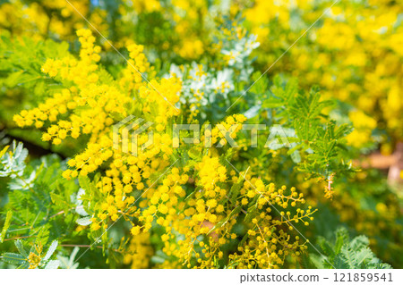 [Flower material] Mimosa flowers and blue sky [Aichi Prefecture] 121859541