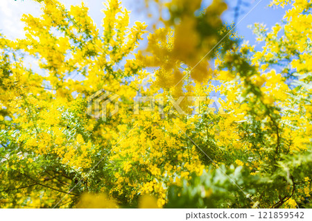 [花材]含羞草花和藍天[愛知縣] 121859542