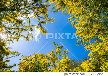 [花材]含羞草花和藍天[愛知縣] 121859543