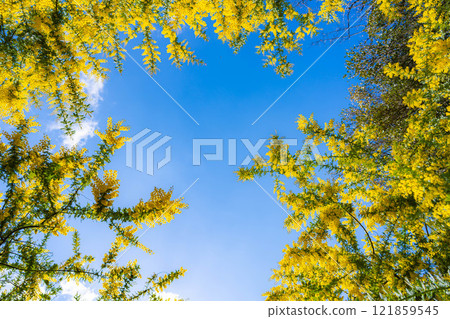 [Flower material] Mimosa flowers and blue sky [Aichi Prefecture] 121859545