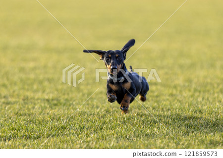 Young dachshund running on green meadow in summer afternoon. 121859573