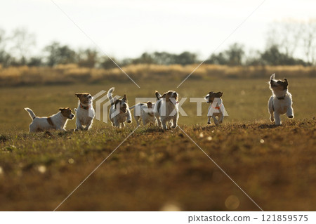 Pack of Jack Russel teriers. A Pack of Jack Russel terrier Chasing Across a Meadow. 121859575