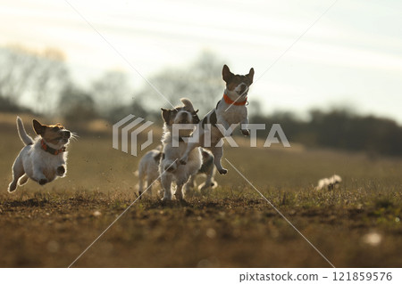 Pack of Jack Russel teriers. A Pack of Jack Russel terrier Chasing Across a Meadow. 121859576