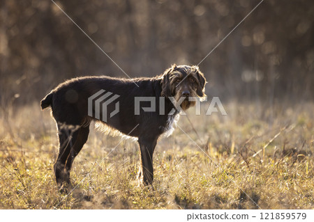 Rough-coated Bohemian poiter, versatile gun dog working with hunter 121859579