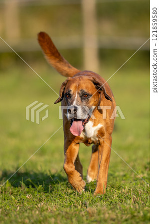 Big crossbreed dog help with herd, working dog 121859580