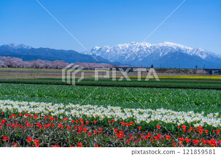 [Spring Scenery] Asahifuna River, Spring Quartet [Toyama Prefecture] 121859581