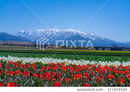 [Spring Scenery] Asahifuna River, Spring Quartet [Toyama Prefecture] 121859584