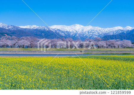 [Spring Scenery] Asahifuna River, Spring Quartet [Toyama Prefecture] 121859599