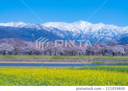 [春天的風景]朝日船川春天四重奏[富山縣] 121859600