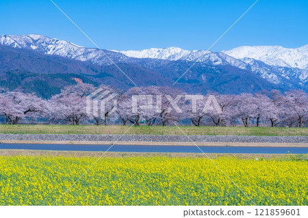 [春天的風景]朝日船川春天四重奏[富山縣] 121859601