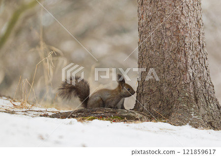 Ezoris在冬天 121859617