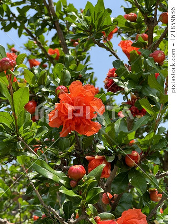 Blooming pomegranate tree with vibrant flowers and buds. Concept of natural beauty, growth, and the wonders of a fruitful garden. Blooming pomegranate tree with vibrant flowers and buds. Concept of natural beauty, growth, and the wonders of a fruitful garden. 121859636
