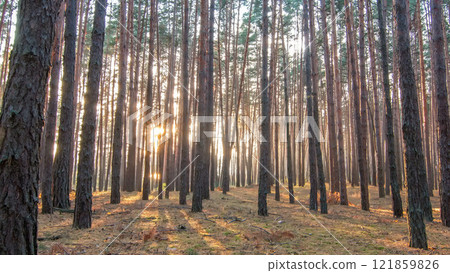 Pine forest with the last of the sun shining through the trees timelapse. 121859826
