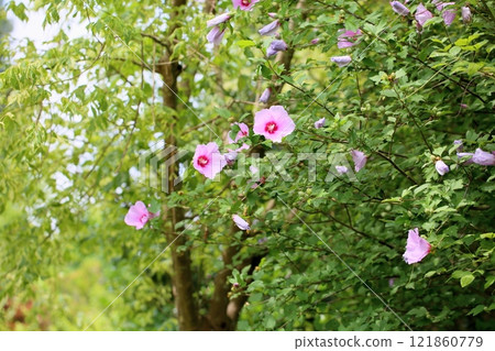 可愛的莎倫玫瑰花 121860779