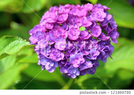 清爽的雙繡球花 清爽的雙繡球花 121860780