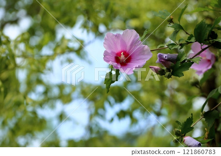 Cute Rose of Sharon flower 121860783