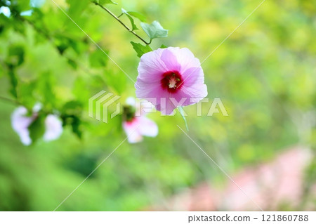 Cute Rose of Sharon flower Cute Rose of Sharon flower 121860788