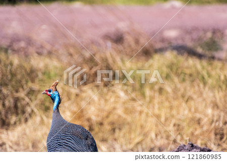 Helmeted Guineafowl in the ngorogoro 121860985