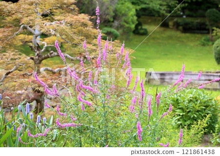 味噌Haigi花 121861438