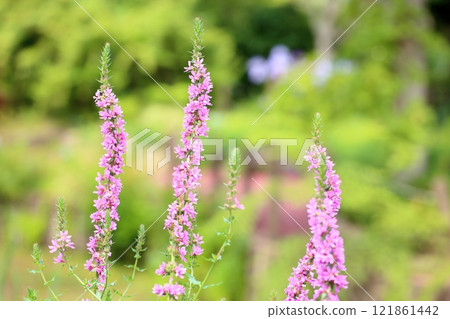 可愛的千屈菜花 121861442