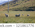Sheep in New Zealand 121861776