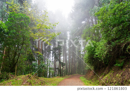 Misty cloud forest shrouded in fog in Cocora Valley, Colombia 121861803