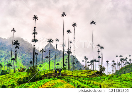 Giant tall Quindio wax palms in Cocora Valley, Quindio, Colombia Giant tall Quindio wax palms in Cocora Valley, Quindio, Colombia 121861805