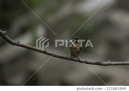A kingfisher catching a small fish and perching on a branch 121861840