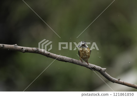 A kingfisher catching a small fish and perching on a branch 121861850