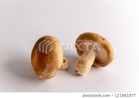 Thick, soft and chewy raw shiitake mushrooms from Niigata Prefecture 121861877