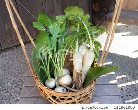 Radishes and turnips in a basket Radishes and turnips in a basket 121861899