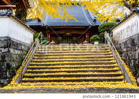 Autumn leaves of large ginkgo tree at Kyoshuji Temple [Nagasaki City] 121861943