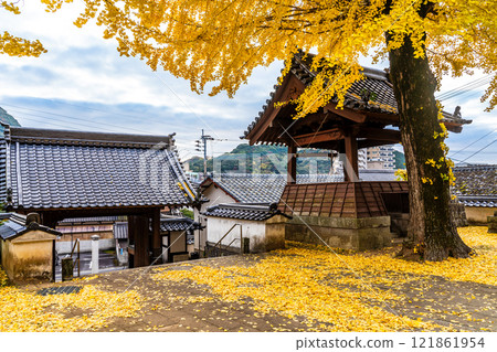 Autumn leaves of large ginkgo tree at Kyoshuji Temple [Nagasaki City] 121861954