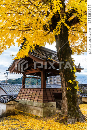 Autumn leaves of large ginkgo tree at Kyoshuji Temple [Nagasaki City] 121861955