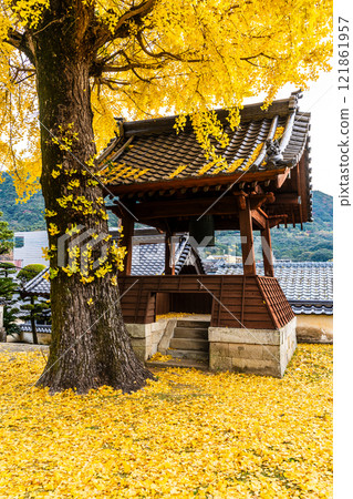 京秋寺大銀杏樹的秋葉【長崎市】 京秋寺大銀杏樹的秋葉【長崎市】 121861957