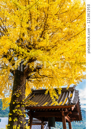 京秋寺大銀杏樹的秋葉【長崎市】 121861958